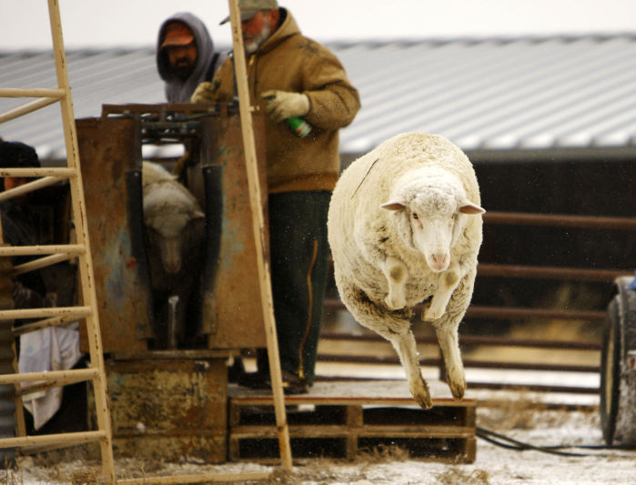 Sheep Rancher
